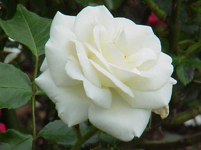 Photo of Rose (Rosa 'White Cockade') uploaded by robertduval14
