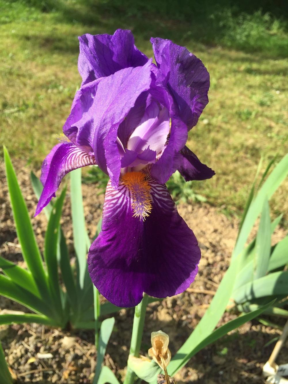 Photo of Tall Bearded Iris (Iris 'Souv. de Mme. Gaudichau') uploaded by Abrahami