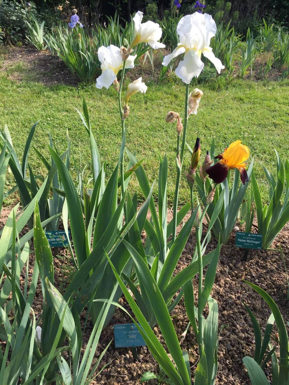 Photo of Tall Bearded Iris (Iris 'Jake') uploaded by Abrahami