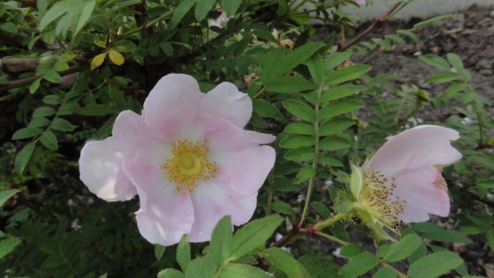 Photo of Double Chestnut Rose (Rosa roxburghii) uploaded by Orsola