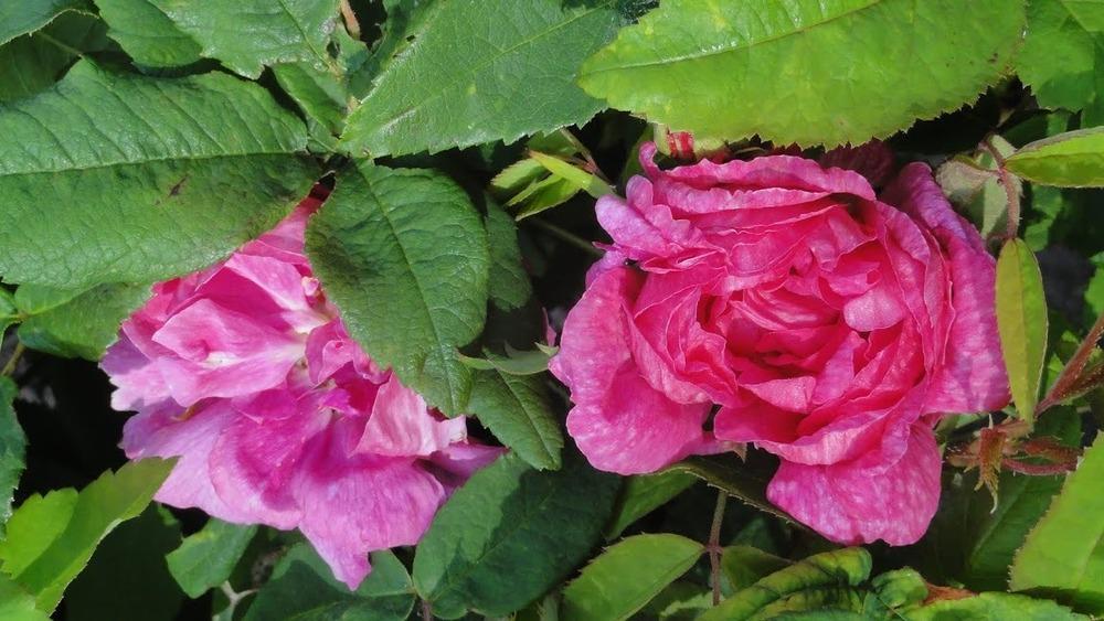 Photo of Rose (Rosa 'Marbree') uploaded by Orsola
