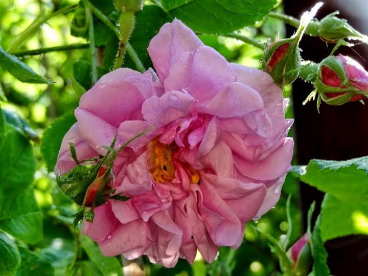 Photo of Rose (Rosa 'Kazanlik') uploaded by Orsola
