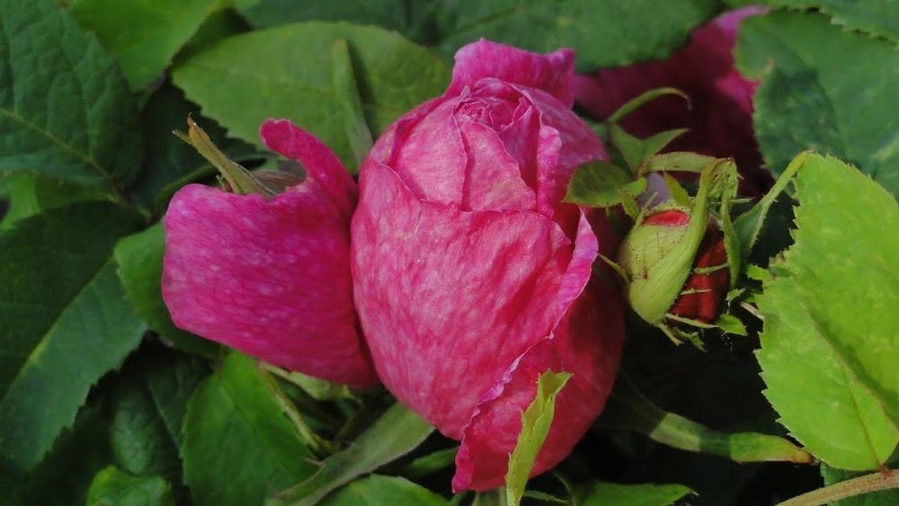 Photo of Rose (Rosa 'Marbree') uploaded by Orsola