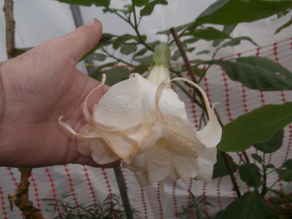 Photo of Angel Trumpet (Brugmansia 'Marshmallow Sunset') uploaded by mkb136