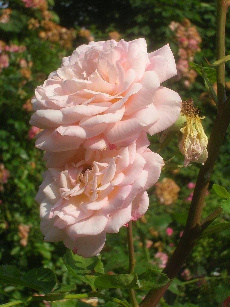 Photo of Rose (Rosa 'Abraham Darby') uploaded by robertduval14