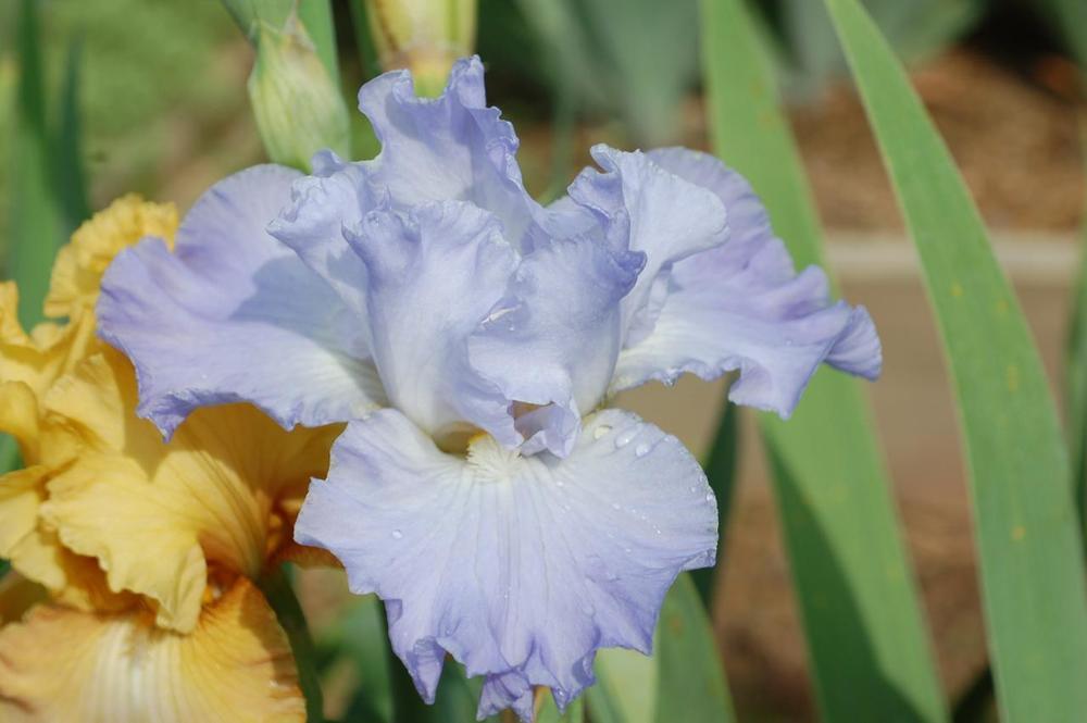 Photo of Tall Bearded Iris (Iris 'Autumn Sky') uploaded by Misawa77