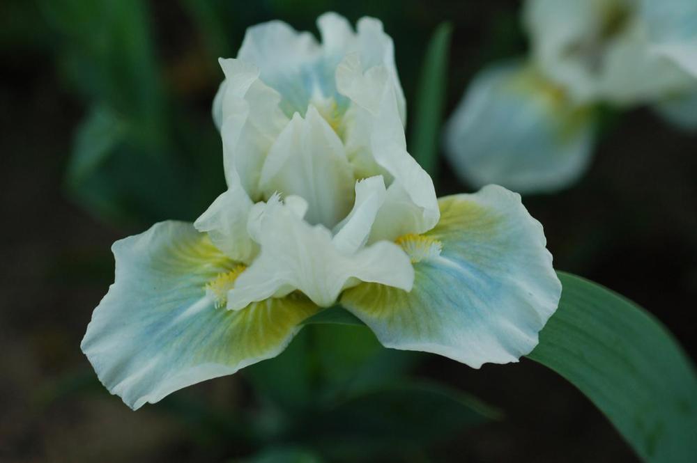 Photo of Standard Dwarf Bearded Iris (Iris 'Aqua') uploaded by Misawa77