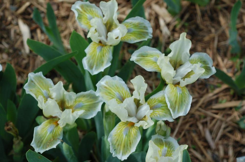 Photo of Standard Dwarf Bearded Iris (Iris 'Greenfingers') uploaded by Misawa77
