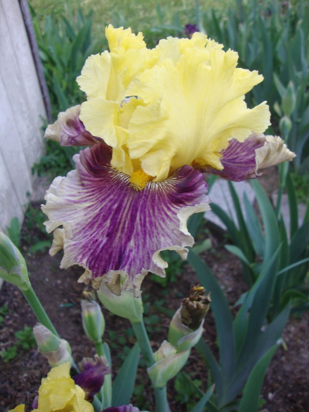 Photo of Tall Bearded Iris (Iris 'Treasure Trader') uploaded by Paul2032