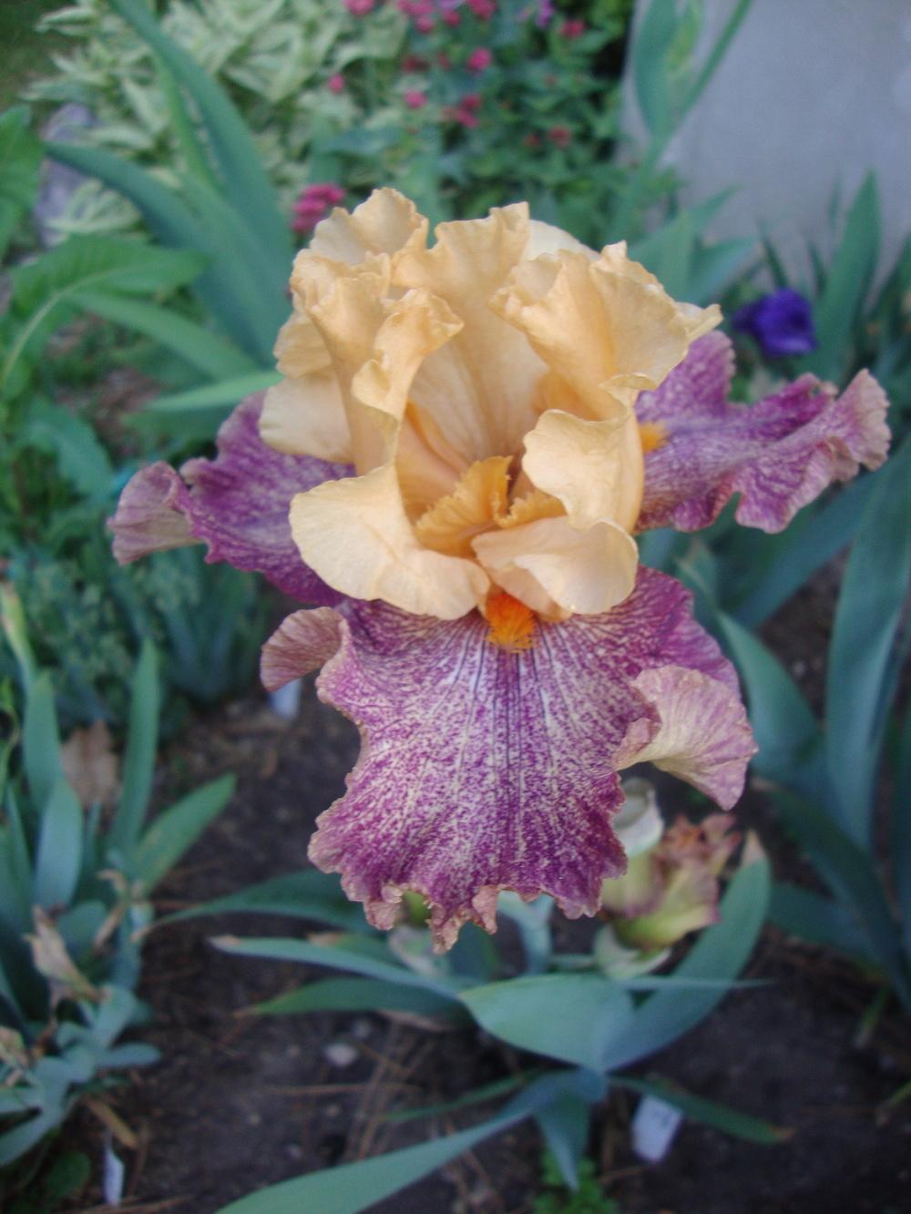 Photo of Tall Bearded Iris (Iris 'Octopi Pi') uploaded by Paul2032