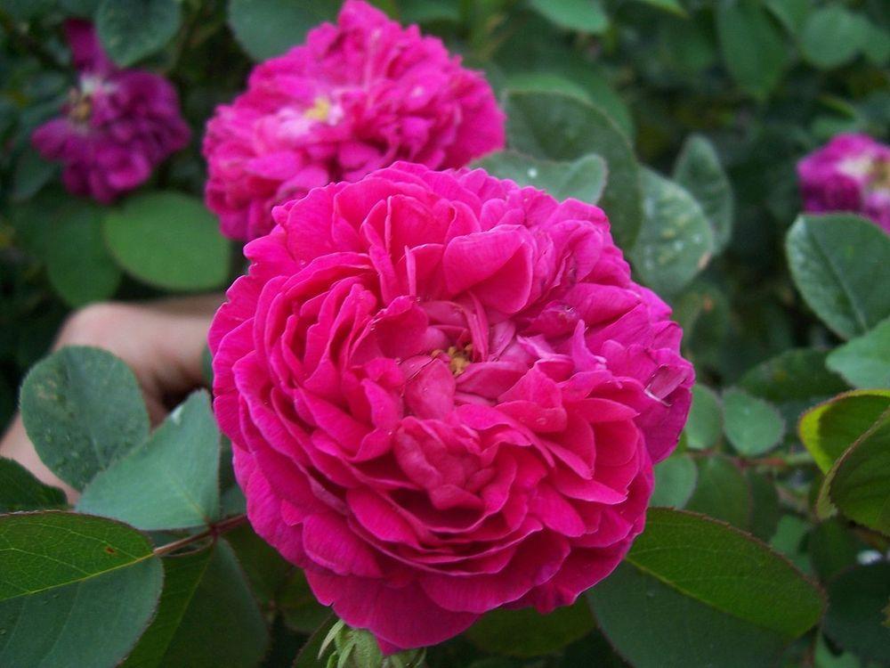 Photo of Portland Rose (Rosa 'Rose de Rescht') uploaded by robertduval14