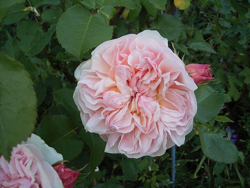 Photo of English Shrub Rose (Rosa 'Evelyn') uploaded by robertduval14