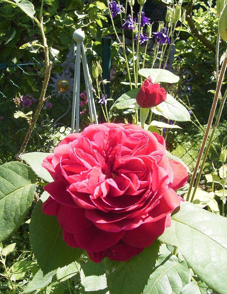 Photo of Rose (Rosa 'L. D. Braithwaite') uploaded by robertduval14