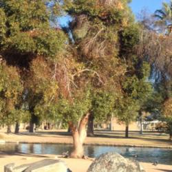 Location: Encanto Park, Phoenix, Arizona
Date: 2015-11-20
Round Leafed Moort Eucalyptus