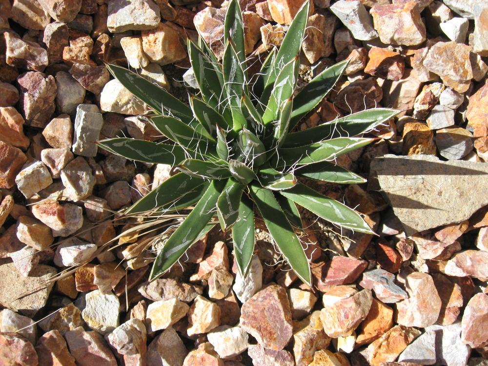 Photo of Fairy Ring Agave (Agave toumeyana var. bella) uploaded by plantmanager