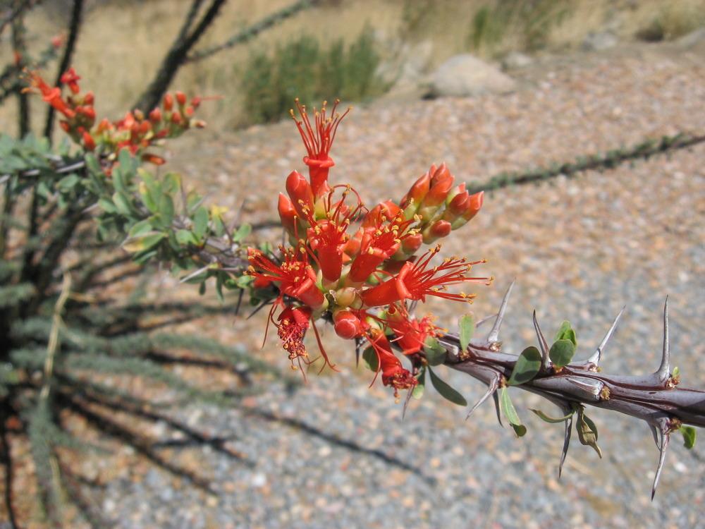 Photo of Ocotillo (Fouquieria splendens) uploaded by plantmanager