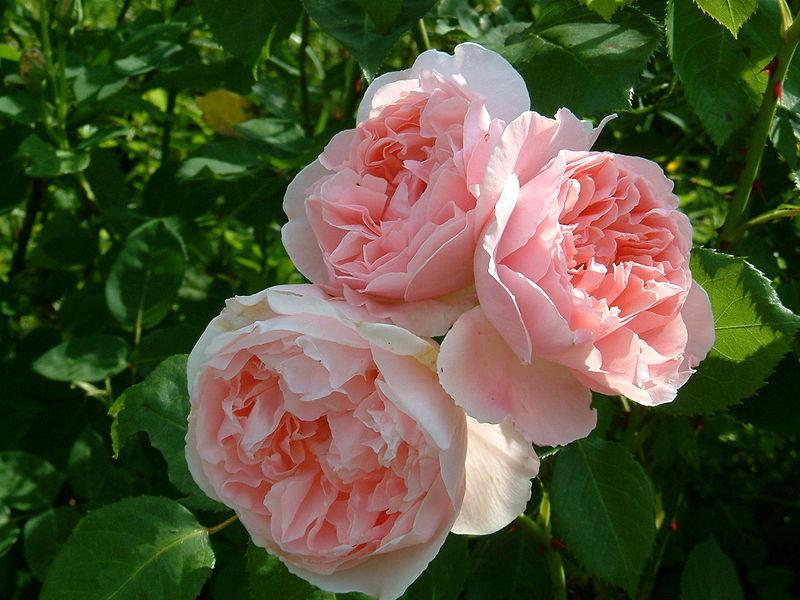 Photo of English Shrub Rose (Rosa 'Kathryn Morley') uploaded by robertduval14