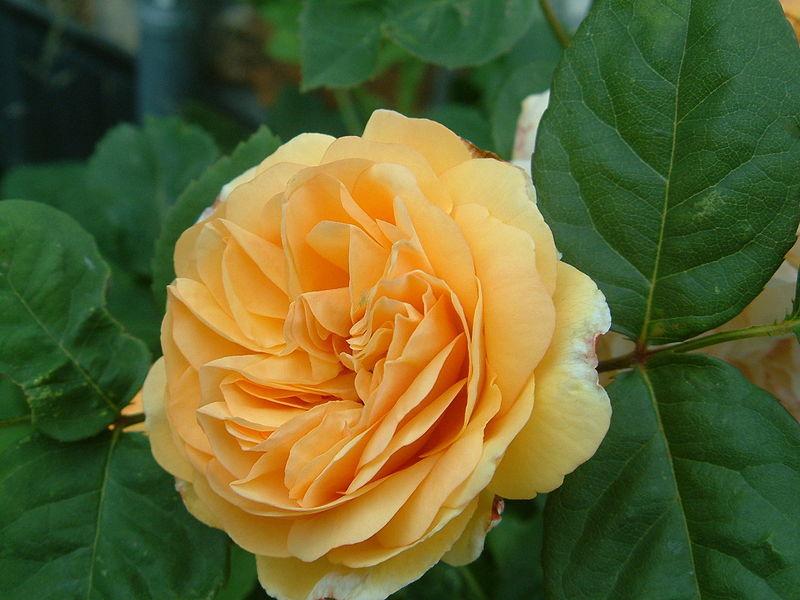 Photo of Rose (Rosa 'Golden Celebration') uploaded by robertduval14