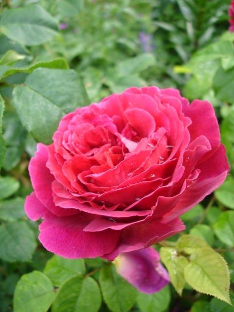 Photo of English Shrub Rose (Rosa 'Othello') uploaded by robertduval14