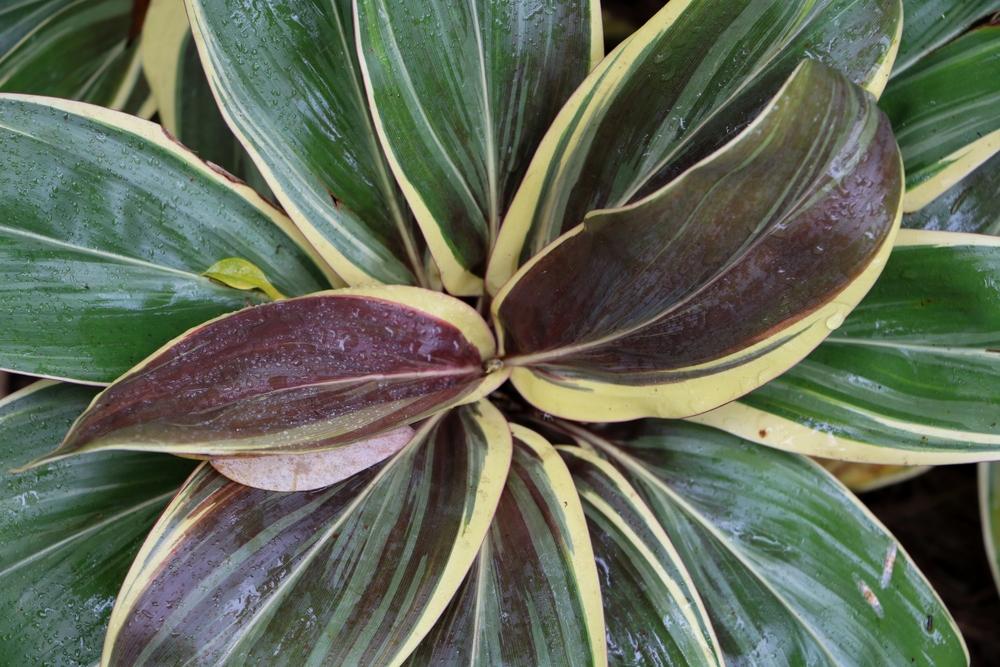 Photo of Hawaiian Ti Plant (Cordyline fruticosa 'Miss Andrea') uploaded by skylark