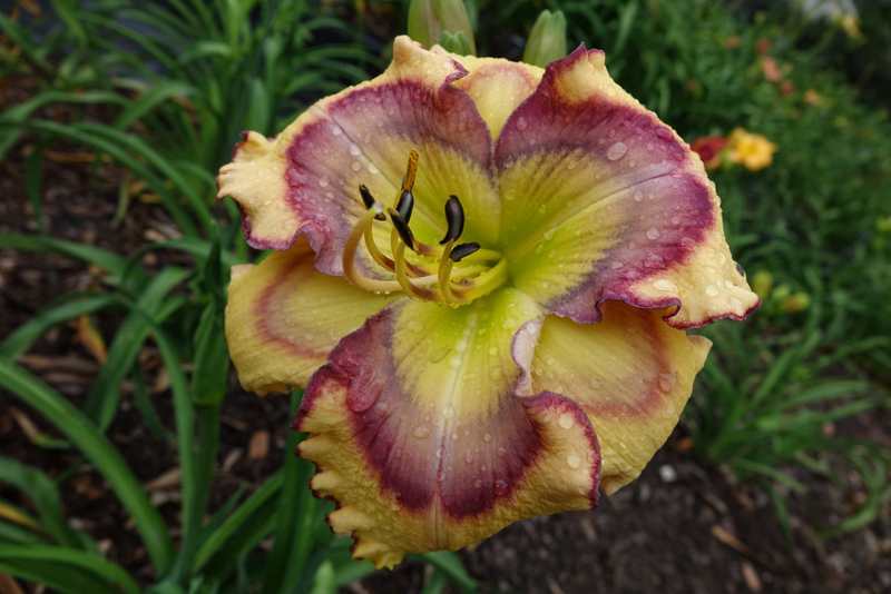 Photo of Daylily (Hemerocallis 'Butterfly Shores') uploaded by Calif_Sue