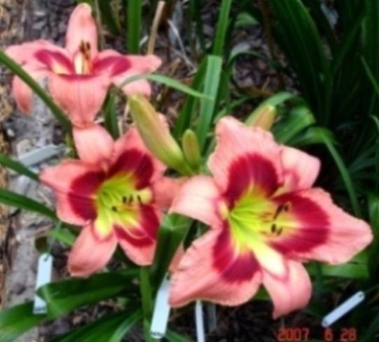 Photo of Daylily (Hemerocallis 'Carnival in Mexico') uploaded by Sscape