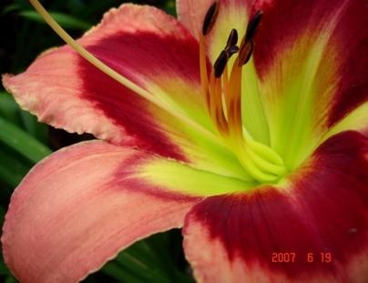 Photo of Daylily (Hemerocallis 'Carnival in Mexico') uploaded by Sscape