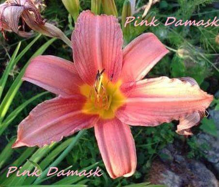 Photo of Daylily (Hemerocallis 'Pink Damask') uploaded by daroy