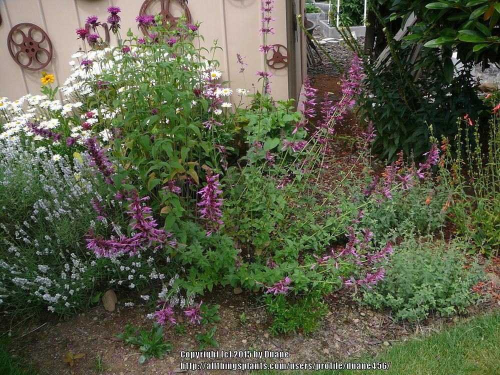 Photo of Giant Hyssop (Agastache 'Summer Love') uploaded by duane456