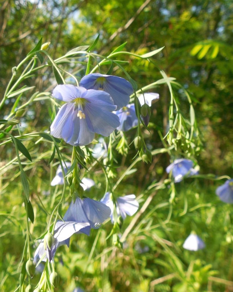 Photo of Blue Flax (Linum perenne) uploaded by mes