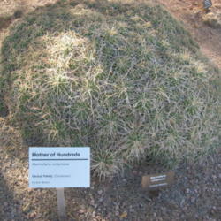 Location: Desert Botanical Garden, Phoenix, Arizona
Date: 2011-04-04