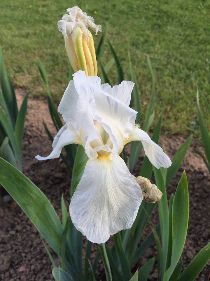 Photo of Tall Bearded Iris (Iris 'Mirliton') uploaded by Abrahami