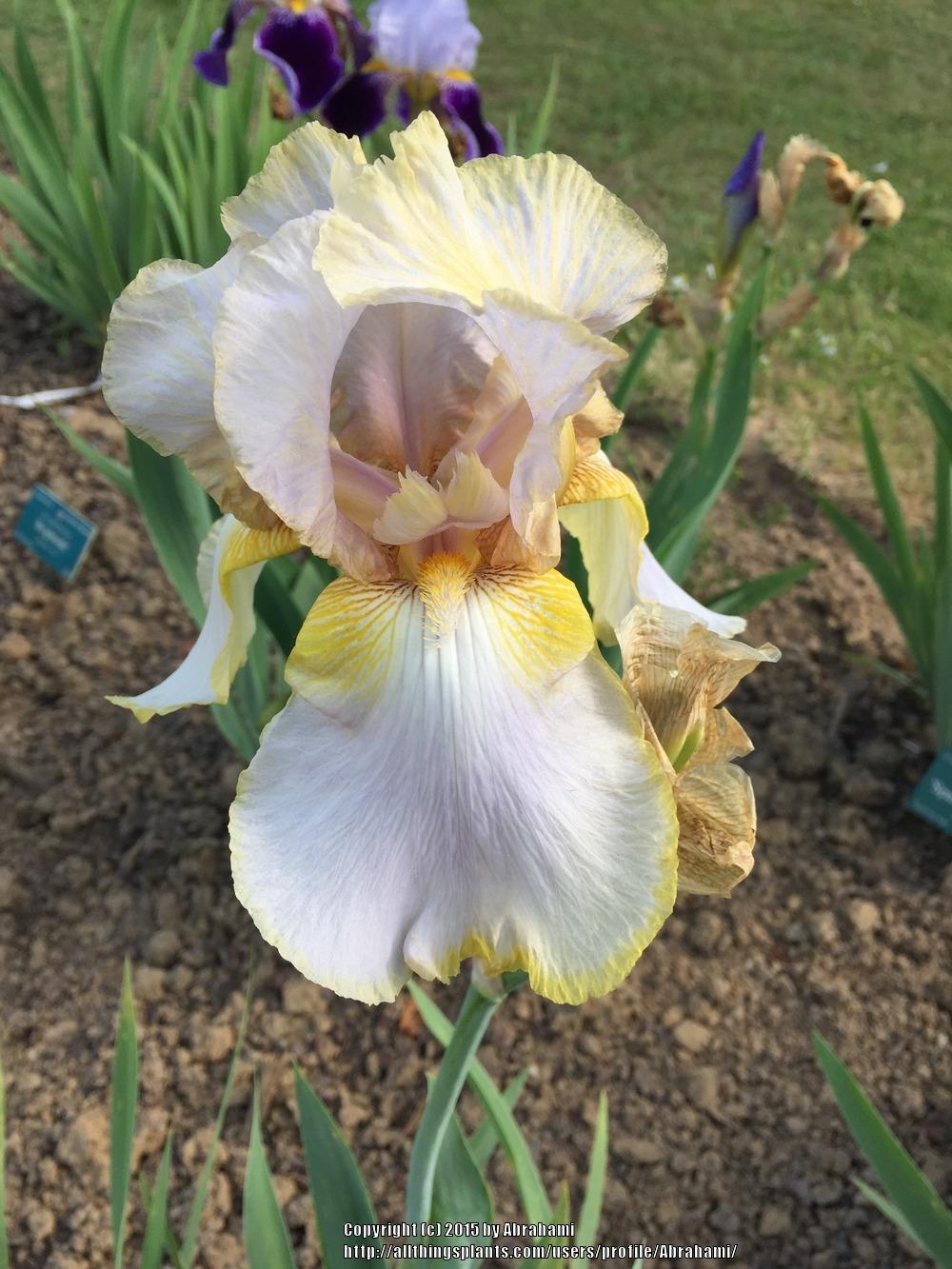 Photo of Tall Bearded Iris (Iris 'Lula Marguerite') uploaded by Abrahami