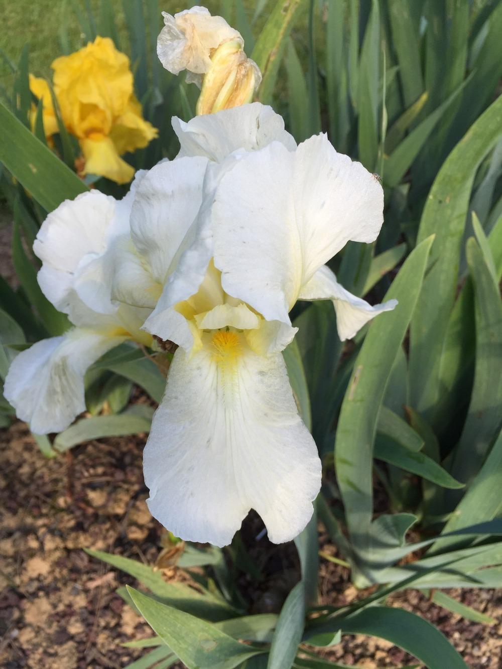 Photo of Tall Bearded Iris (Iris 'Lugano') uploaded by Abrahami