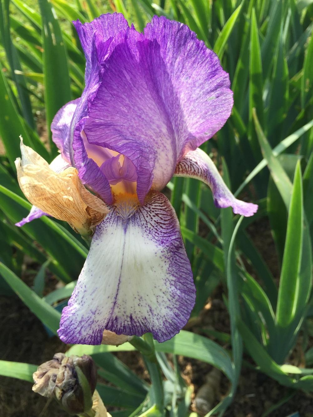 Photo of Tall Bearded Iris (Iris 'Acropole') uploaded by Abrahami