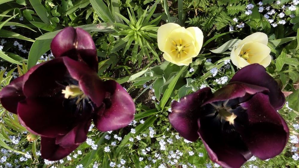 Photo of Single Late Tulip (Tulipa 'Queen of Night') uploaded by Orsola