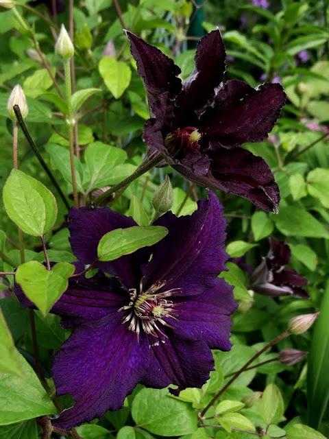 Photo of Clematis 'Rasputin' uploaded by Orsola