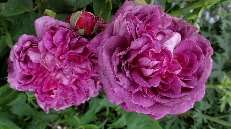 Photo of Rose (Rosa 'Reine des Violettes') uploaded by Orsola