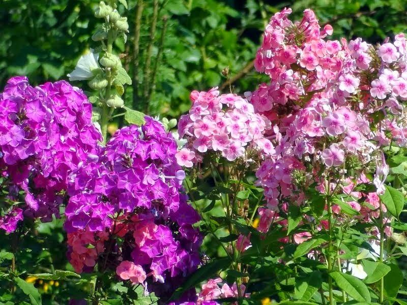 Photo of Phloxes (Phlox) uploaded by Orsola