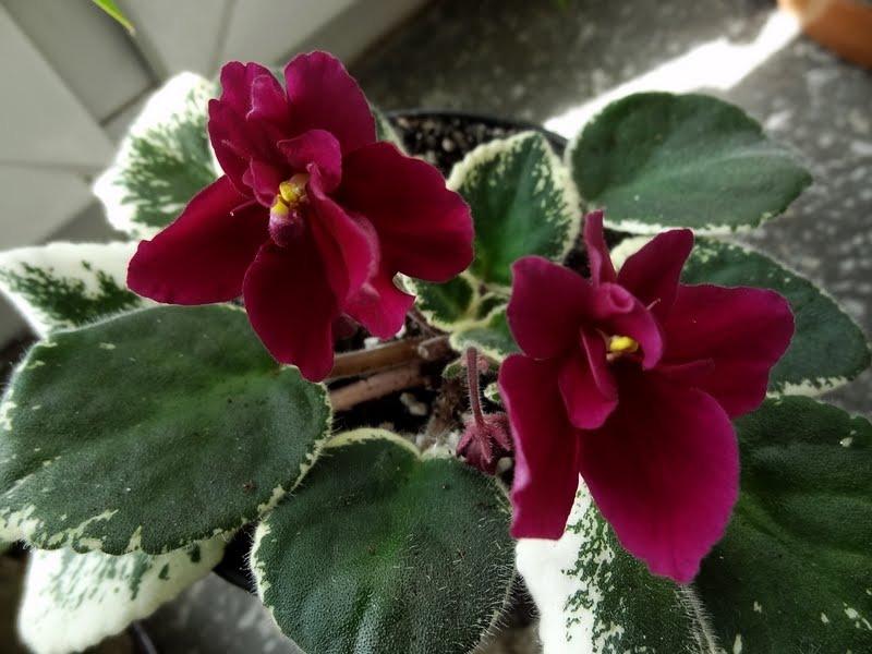 Photo of African Violet (Streptocarpus 'Pow Wow') uploaded by Orsola