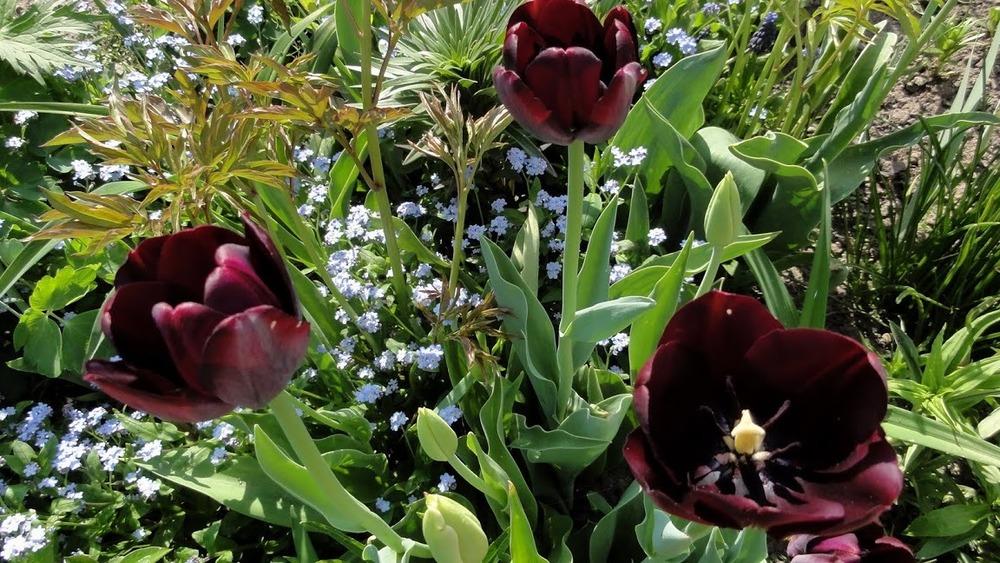 Photo of Single Late Tulip (Tulipa 'Queen of Night') uploaded by Orsola