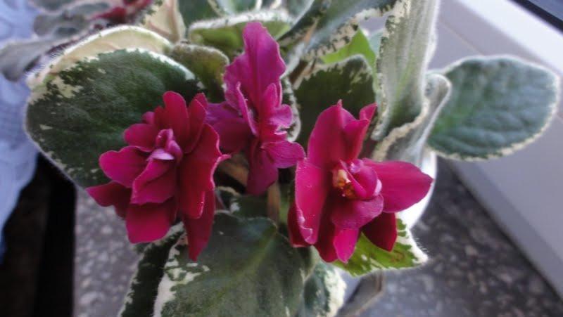 Photo of African Violet (Streptocarpus 'Pow Wow') uploaded by Orsola