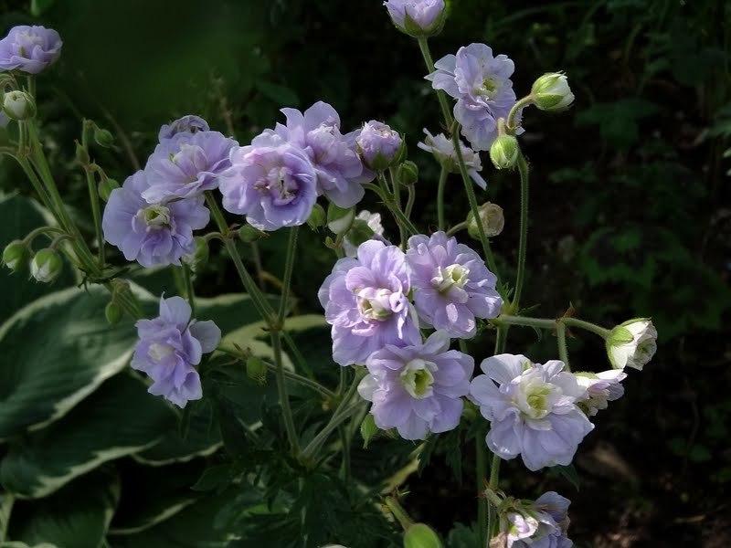 Photo of Hardy Geranium (Geranium pratense Summer Skies) uploaded by Orsola