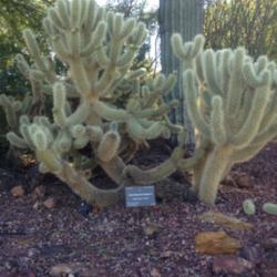 Location: Desert Botanical Garden, Phoenix, Arizona
Date: 2015-11-17