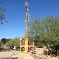 Location: Desert Botanical Garden, Phoenix, Arizona
Date: 2015-11-17
A recent gift; scaffolding will remain in place until the tree is