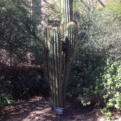 Location: Desert Botanical Garden, Phoenix, Arizona
Date: 2015-11-17