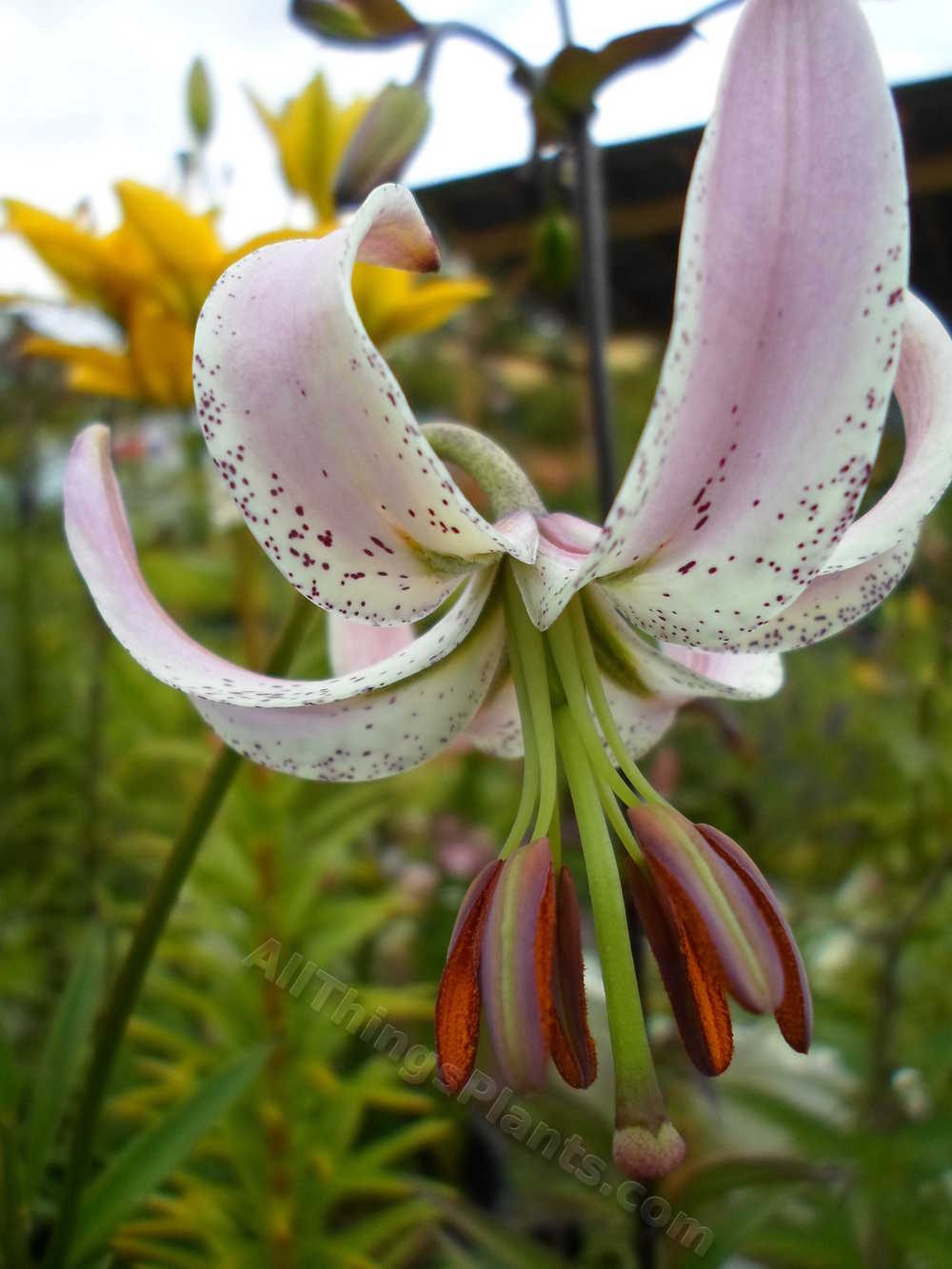 Photo of Lily (Lilium lankongense) uploaded by dellac