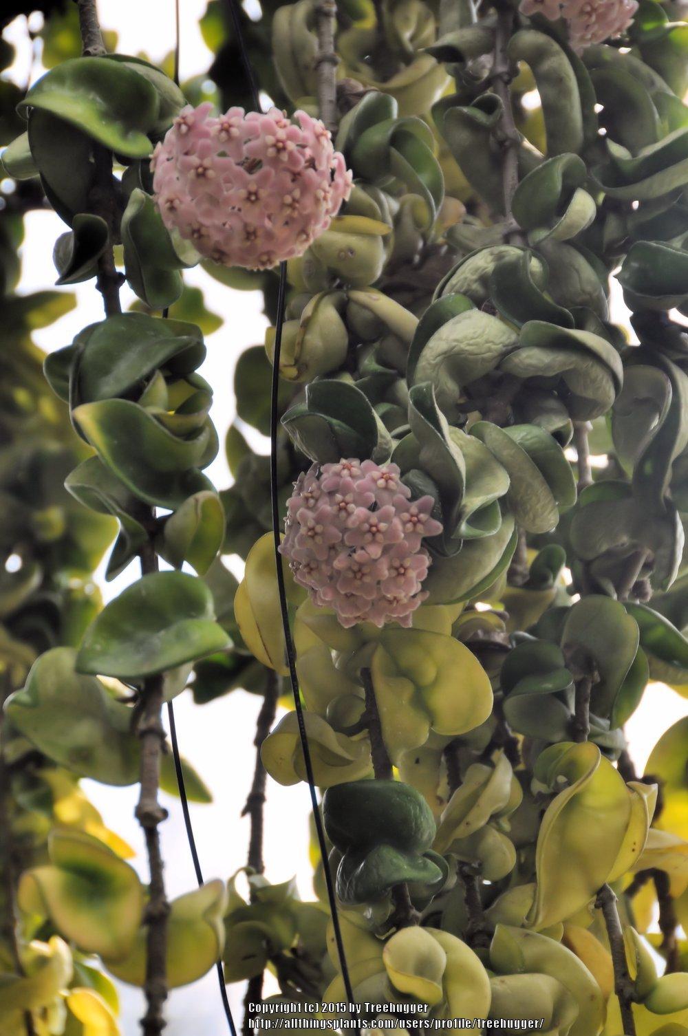 Photo of Hindu Rope Hoya (Hoya carnosa 'Compacta') uploaded by treehugger