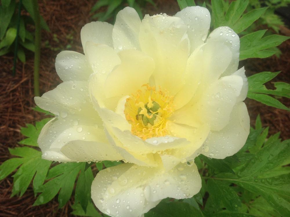 Photo of Intersectional Peony (Paeonia 'Smith Family Yellow') uploaded by AlexUnder