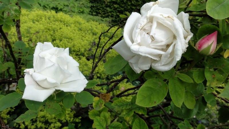 Photo of Rose (Rosa 'Frau Karl Druschki') uploaded by Orsola